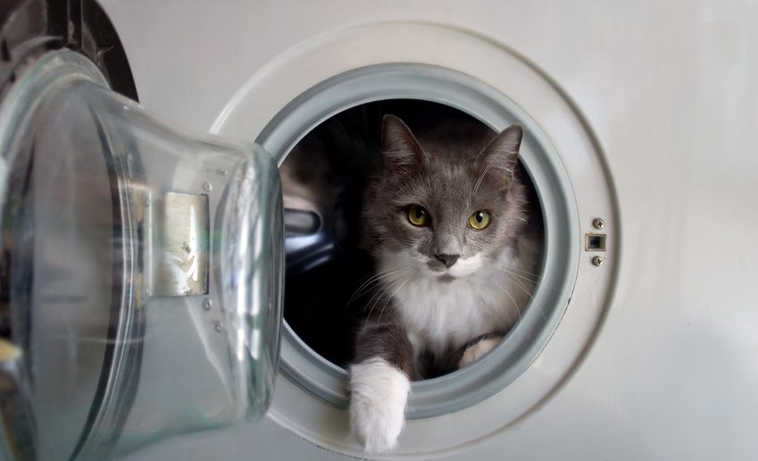 Bronnen van gevaar voor katten: wasmachine en droger