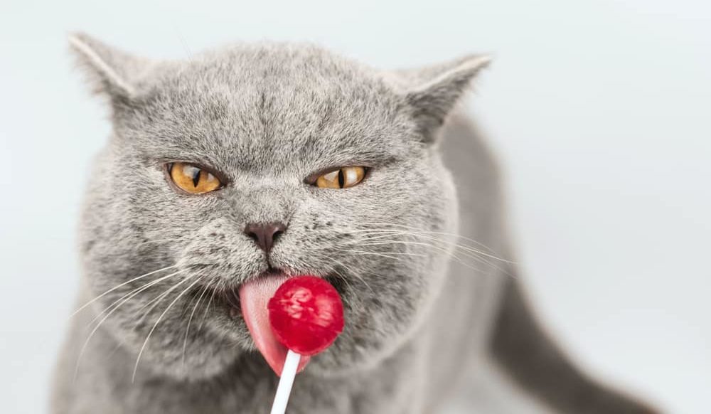 Goed kattenvoer bevat geen suiker