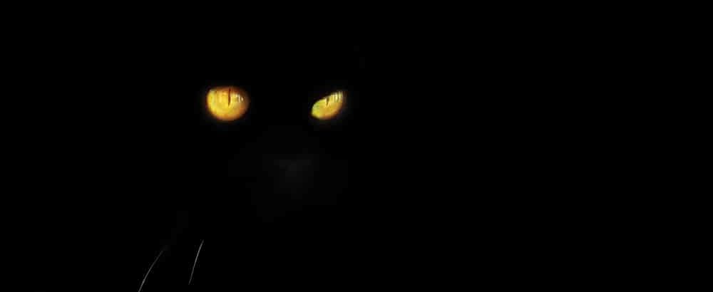 Kattenogen reflecteren licht in het donker. Dit zal hun nachtzicht verbeteren