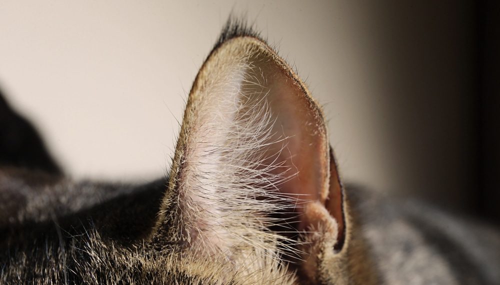 Warme oren van katten, zieke koorts