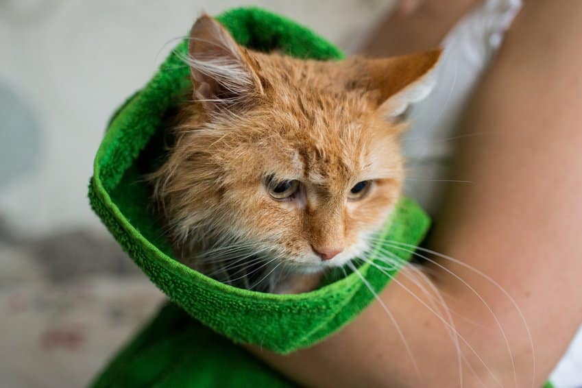 Afbeelding / Foto: Kattenkoeling in zomerhanddoek, warmte