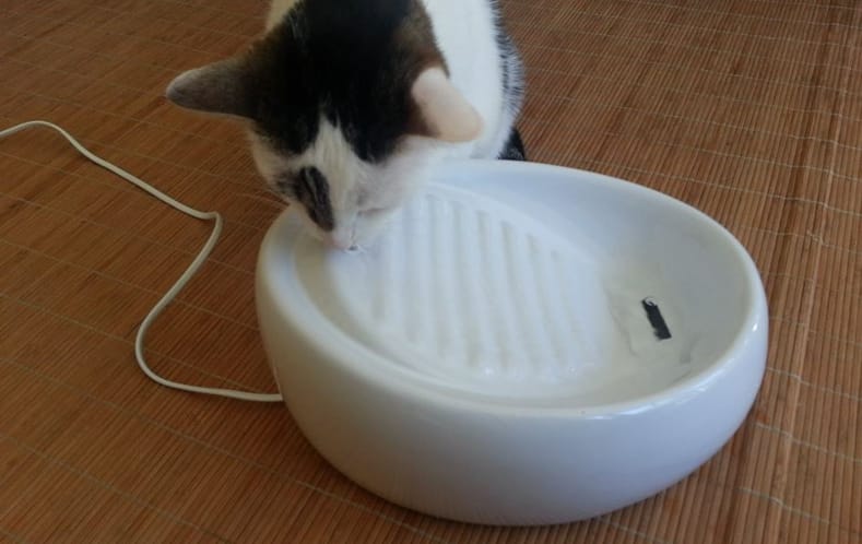 Lucky Kitty Cat Fountain Beoordeling