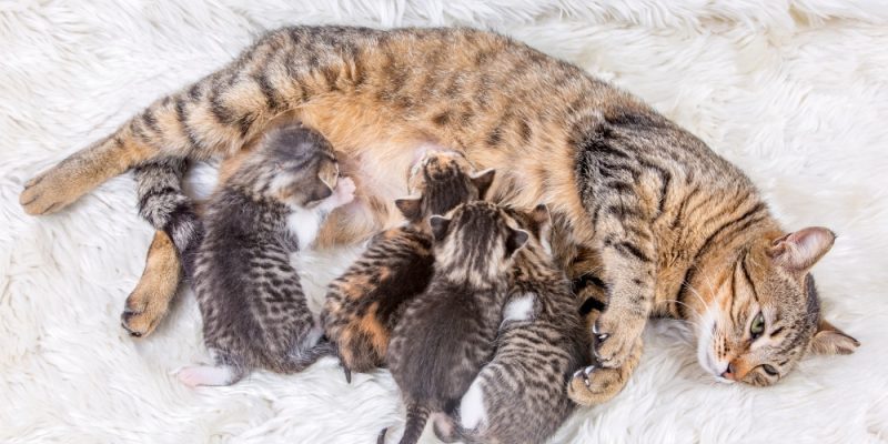 Kitten voeding Moedermelk