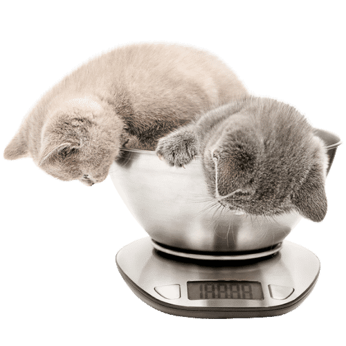 Kitten Gewicht