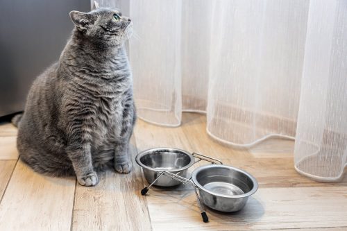 Kat overgewicht levensverwachting
