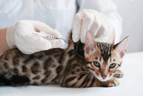Vaccinaties katten