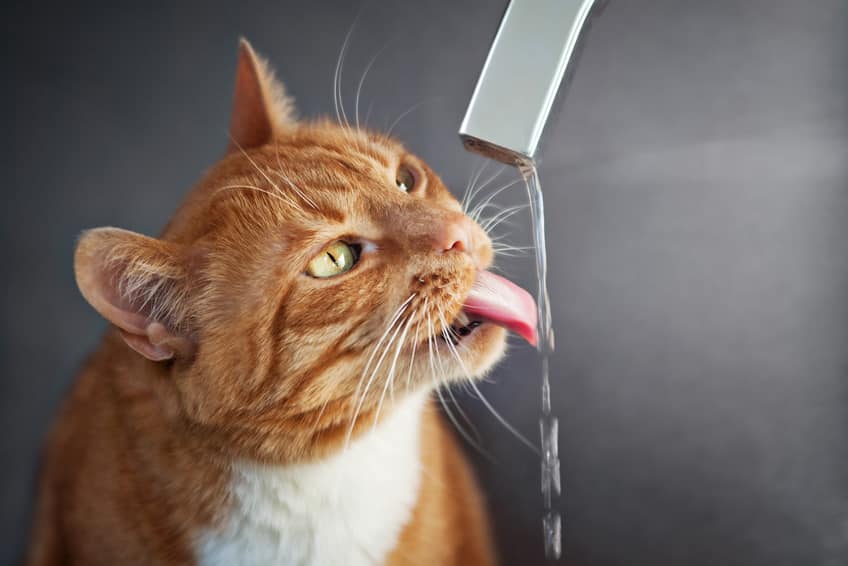 Analyseer het drinkgedrag van katten