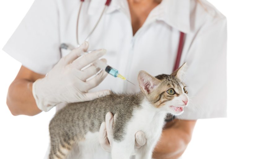 Wanneer katten vaccineren?