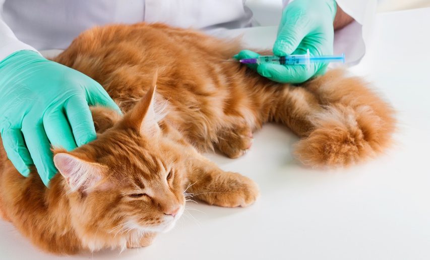 Diabetes bij katten: Kat met diabetes krijgt insuline geïnjecteerd