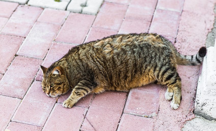 Kat met diabetes overgewicht