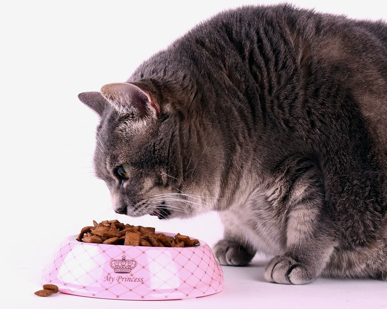 Een dikke kat eet droogvoer. Ze heeft dringend een kattendieet nodig!