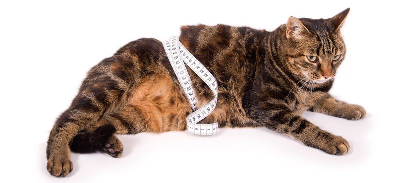 Dikke kat met meetlint rond de buik heeft dringend een dieet nodig (afvallen)