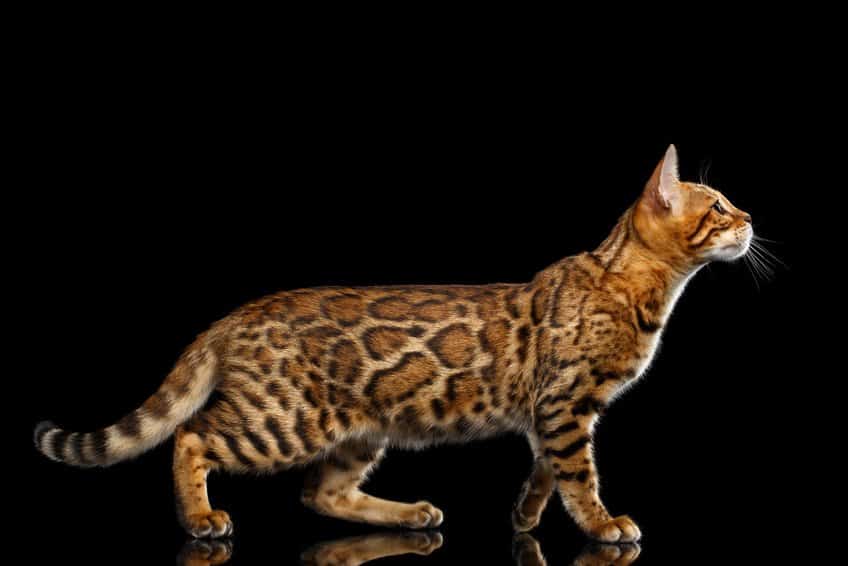 Afbeelding van een Bengaalse kat, vacht, patroon