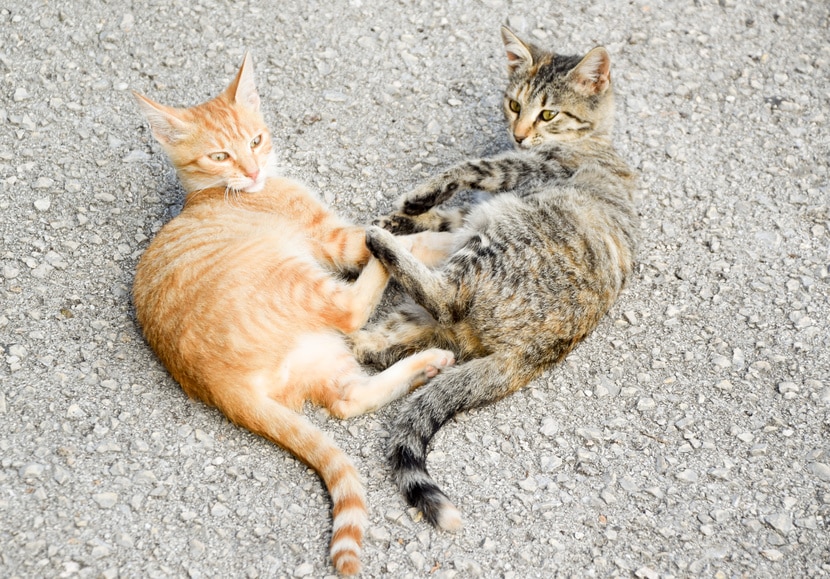 Beeld: Katten met vrij verkeer - geen eenlingen