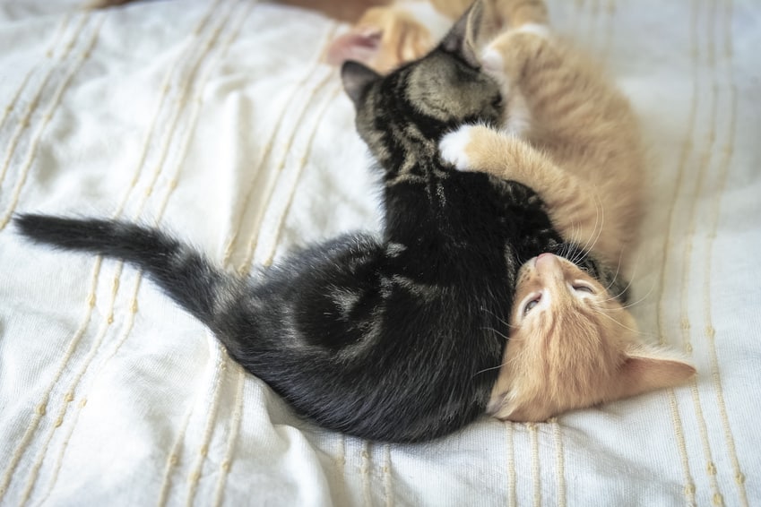 Beeld: Katten niet alleen houden - Binnenkatten - Spelen, ravotten, knuffelen, schoonmaken