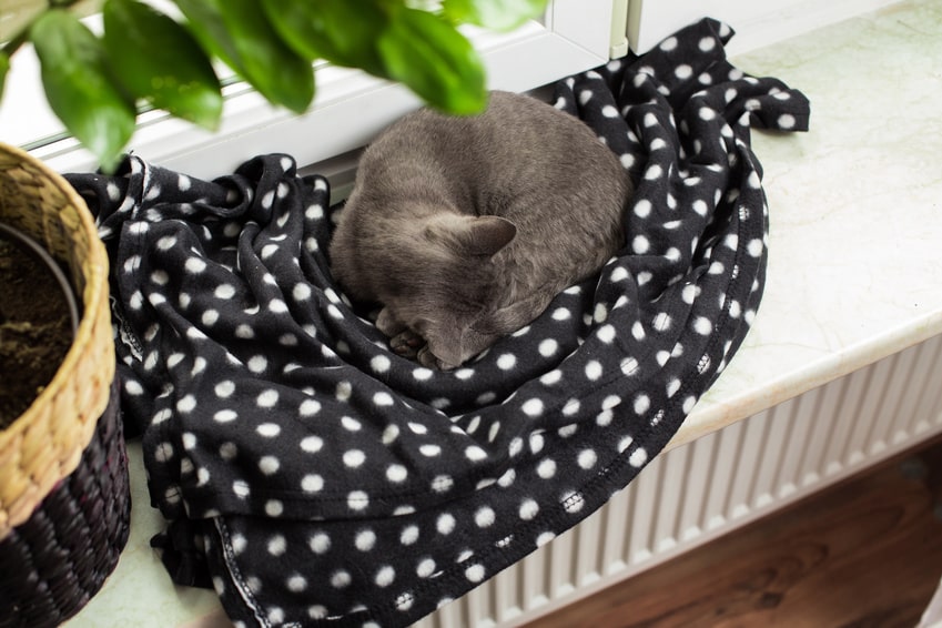 Afbeelding / Foto: Rolly kat slaapt op de kachel. De warmte heeft een kalmerend effect