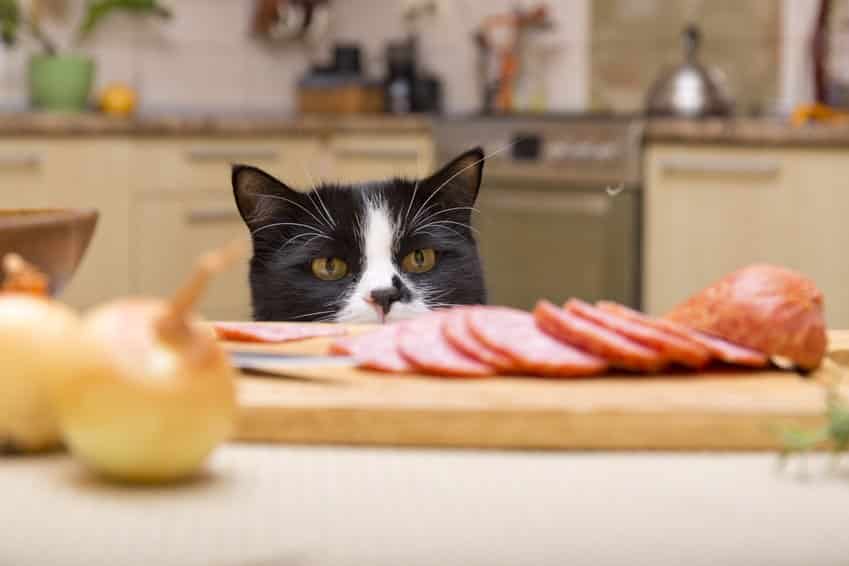 Wat mogen katten niet eten?
