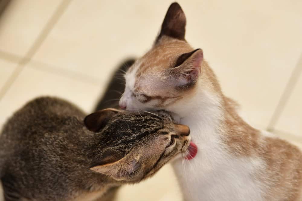Bilb / Foto: Twee katten die elkaar schoonmaken