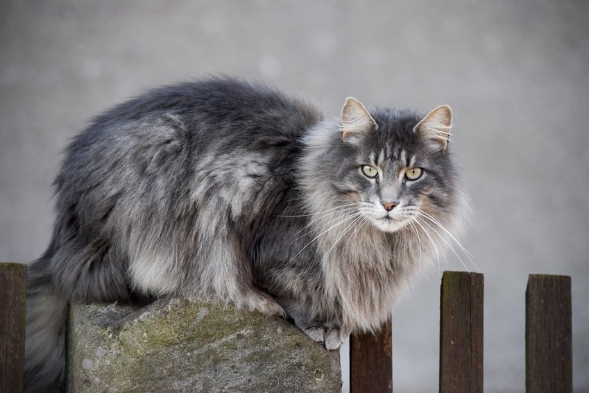 Afbeelding / Foto: Noorse boskat - wanneer is een kat volgroeid?