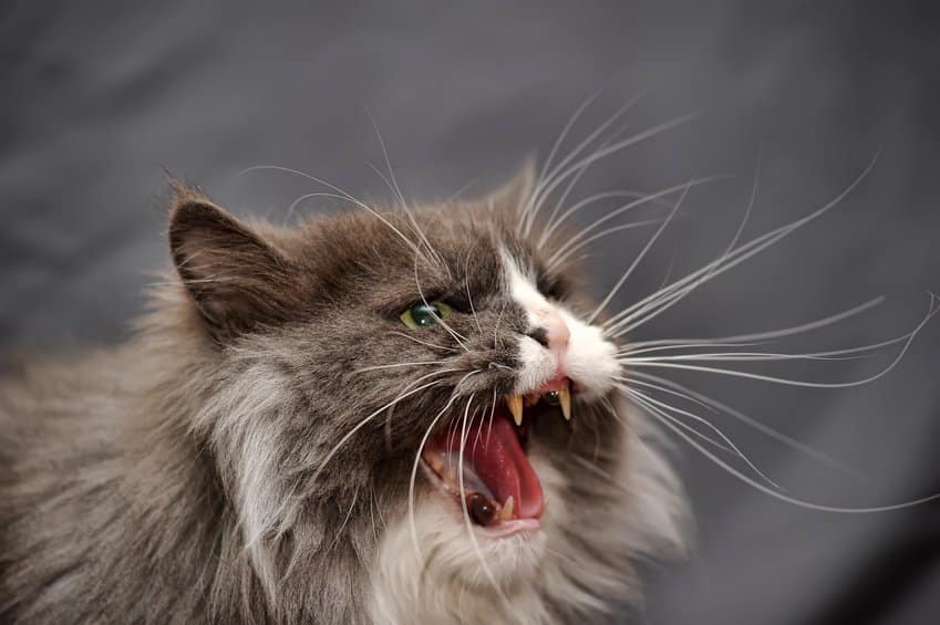 Afbeelding / Foto: Cat agressief