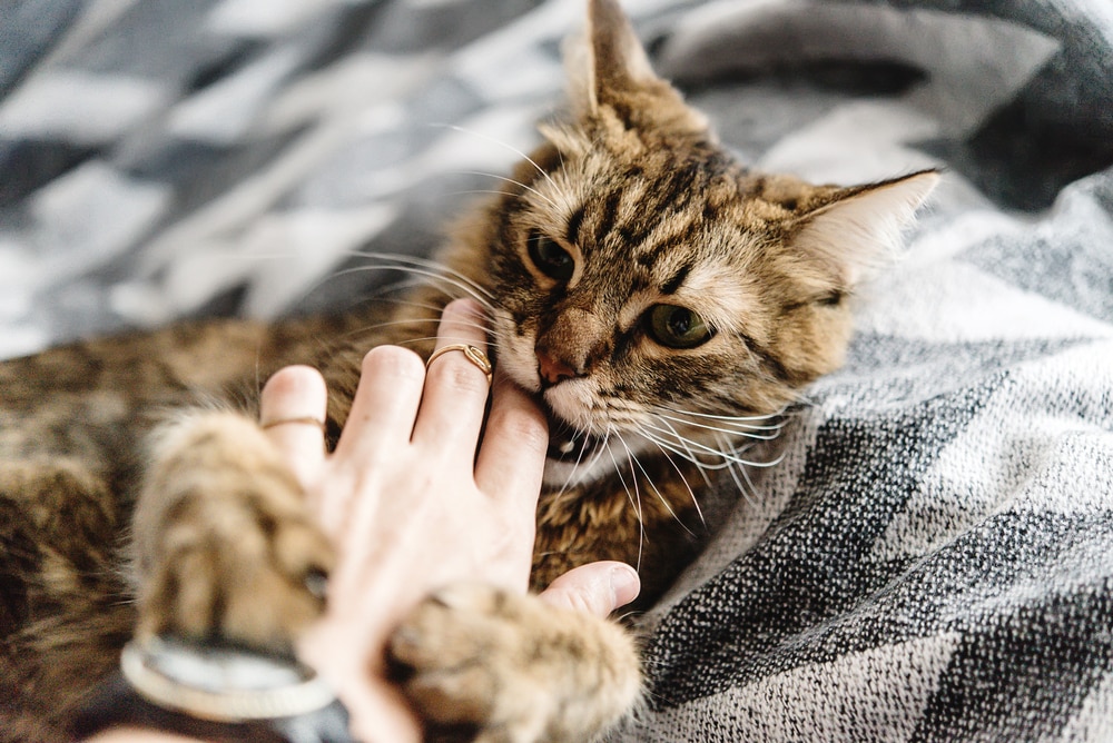 Kat geeft een liefdesbeet tijdens het knuffelen