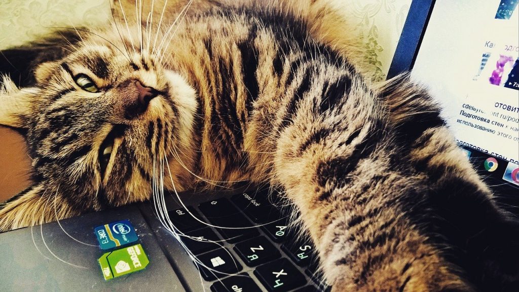 Kat ligt op computer
