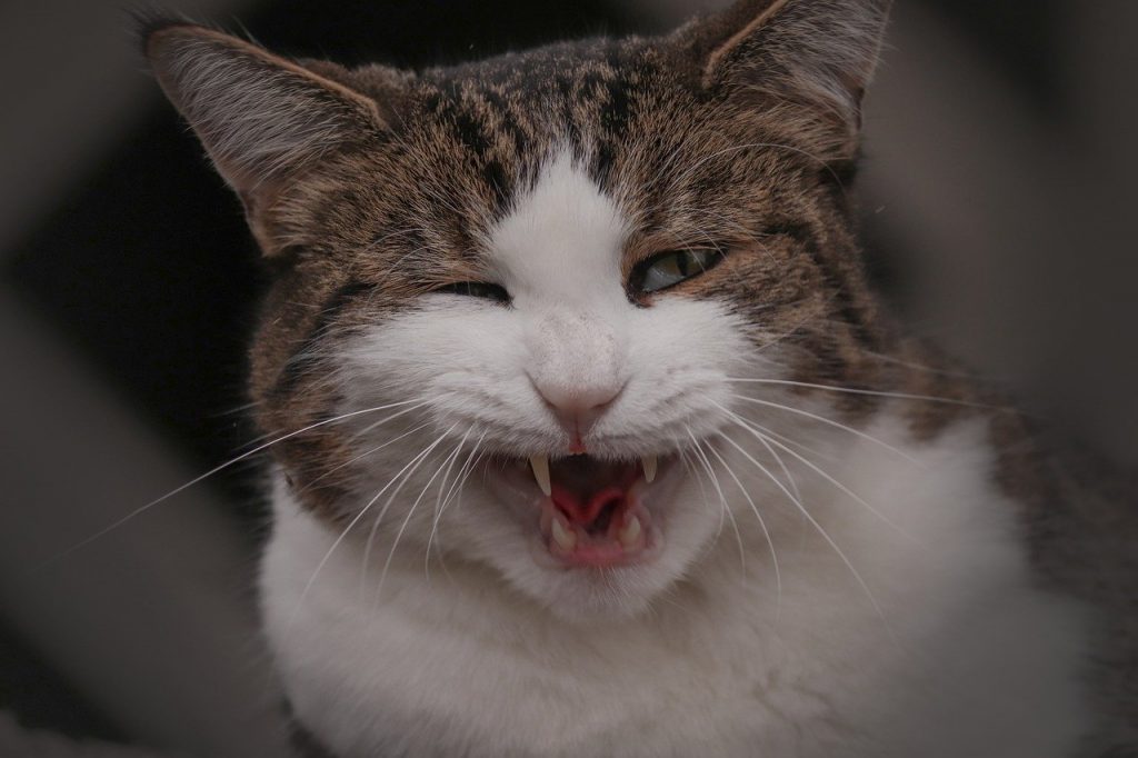 Flehmen: Kat heeft zijn mond geopend om beter te ruiken