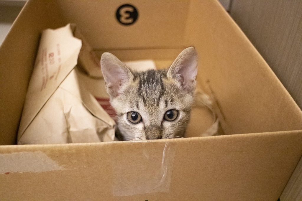 Kat in een kartonnen doos