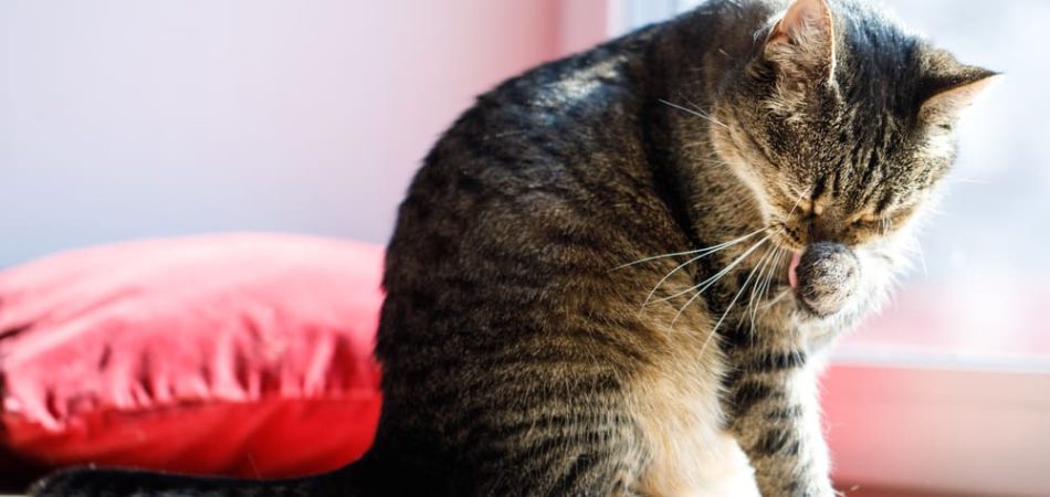 Een kat reinigt zichzelf om stress te verlichten - een typische overslaande actie bij katten