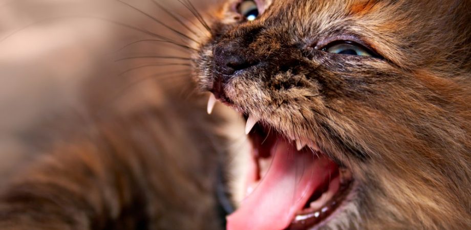 Kattenbeten en huiden / Agressiviteit bij de kat
