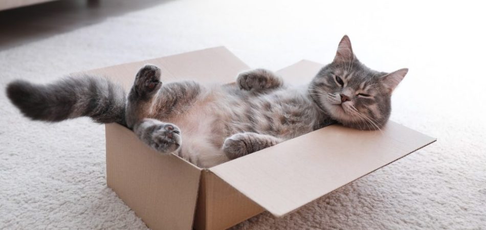 Kartonnen dozen voor katten