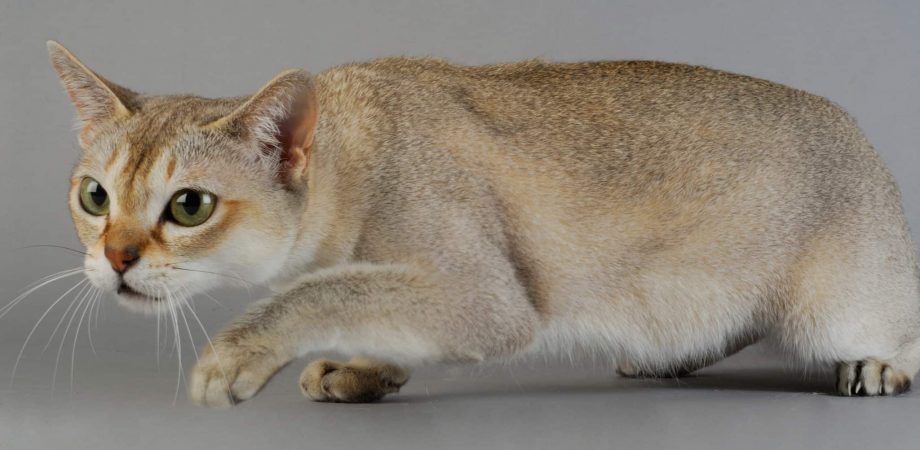 De kleinste kattenrassen ter wereld