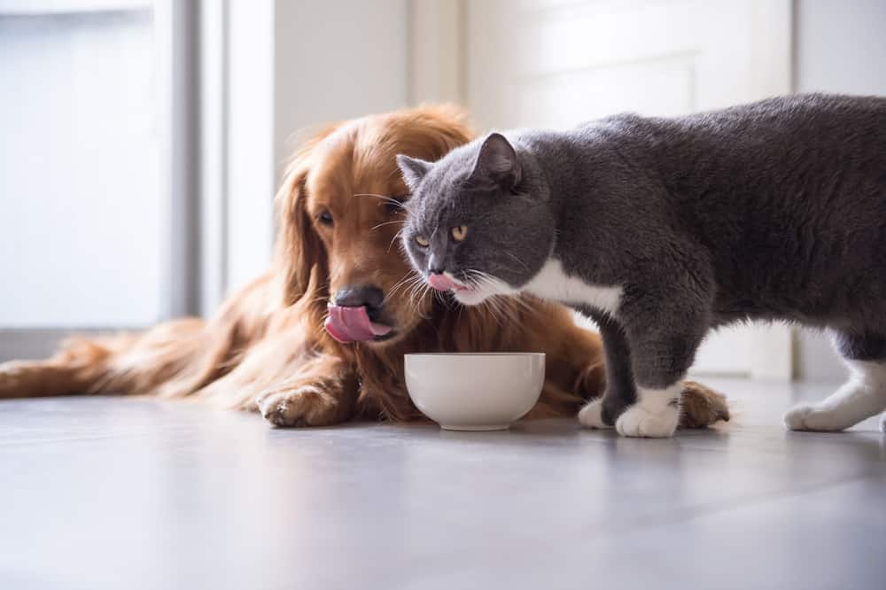 Kunnen katten hondenvoer eten?