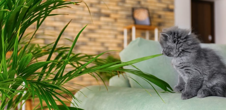 Is de Areca Palm / Golden Fruit Palm giftig voor katten?