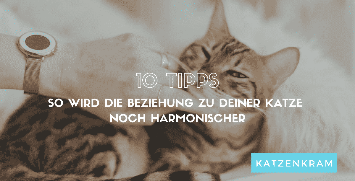 10 tips voor een harmonieuze relatie tussen kat en mens