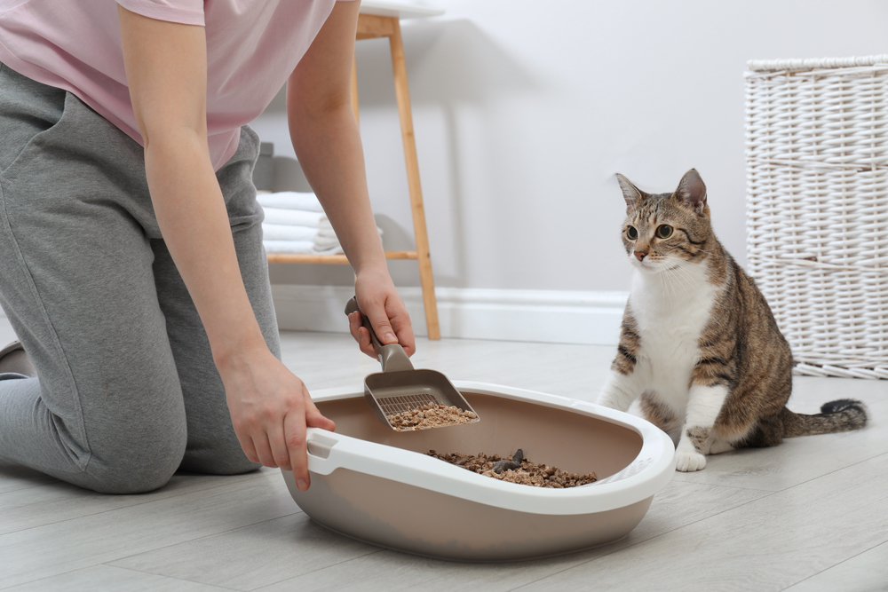 Bij het schoonmaken van de kattenbak moet u de erfenissen van dichterbij bekijken