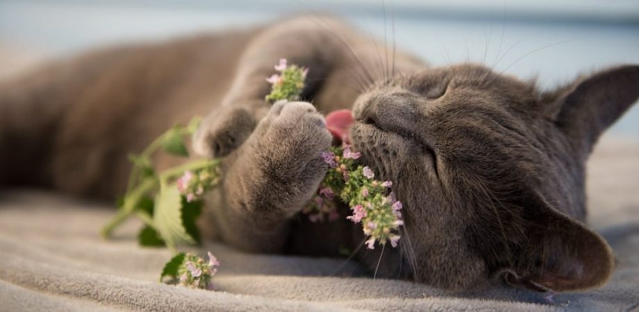 Een kat ruikt en speelt met kattenkruid