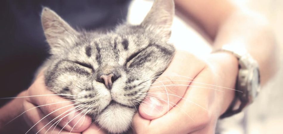 Kattenliefde - Hoe katten hun genegenheid tonen