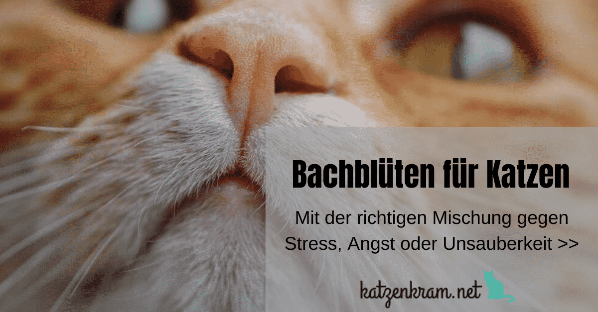 Hoe agressie, angst, onreinheid en andere problemen met Bachbloesems bij uw kat te behandelen