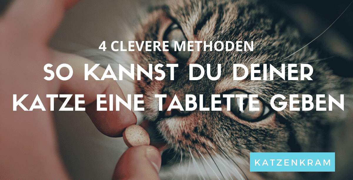Hoe u uw kat een tablet kunt geven (4 slimme methoden)