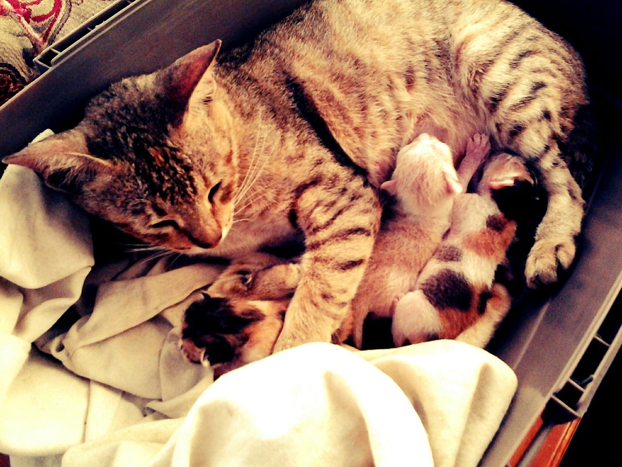 Zwangerschap bij katten – Alle informatie over zwangerschap en geboorte