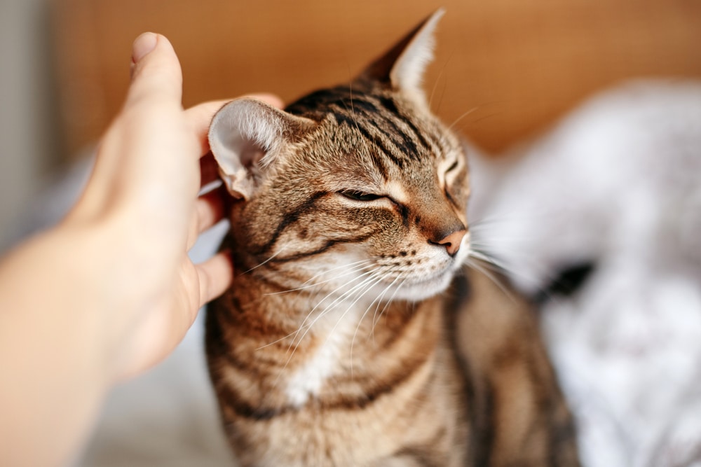 De kat heeft warme oren – is hij ziek?