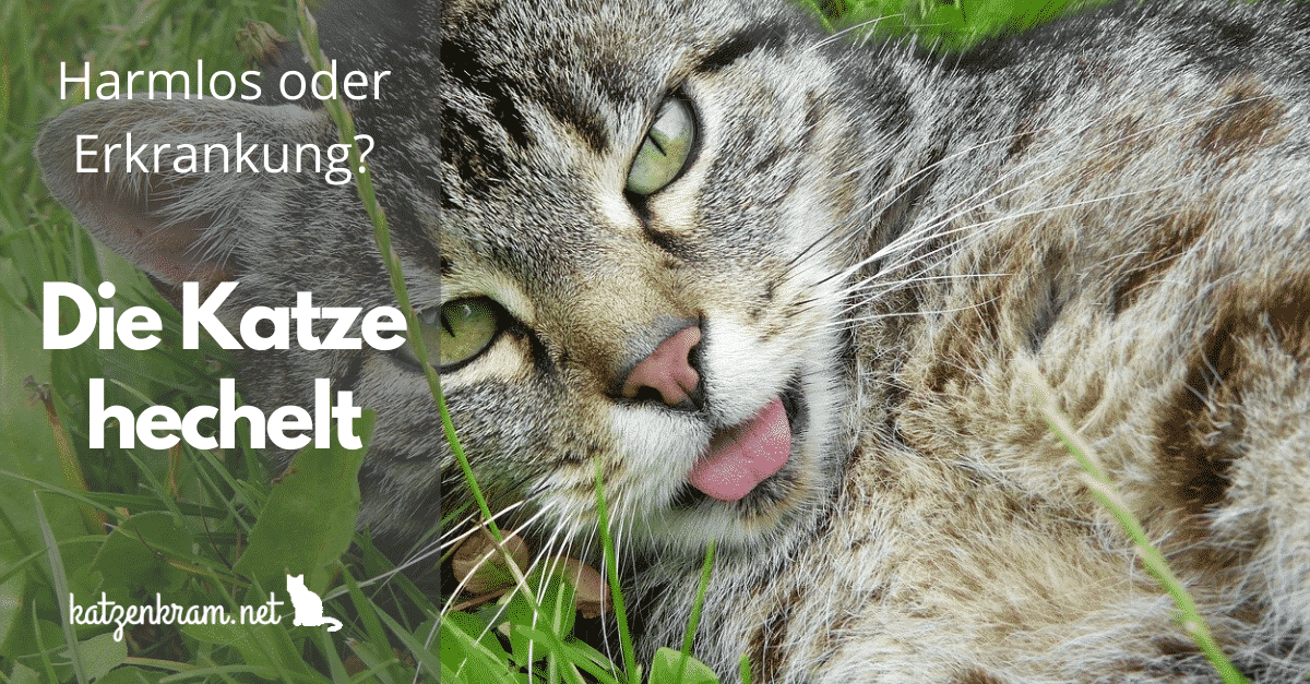 Uw kat hijgt – ongevaarlijk of gevaarlijk?
