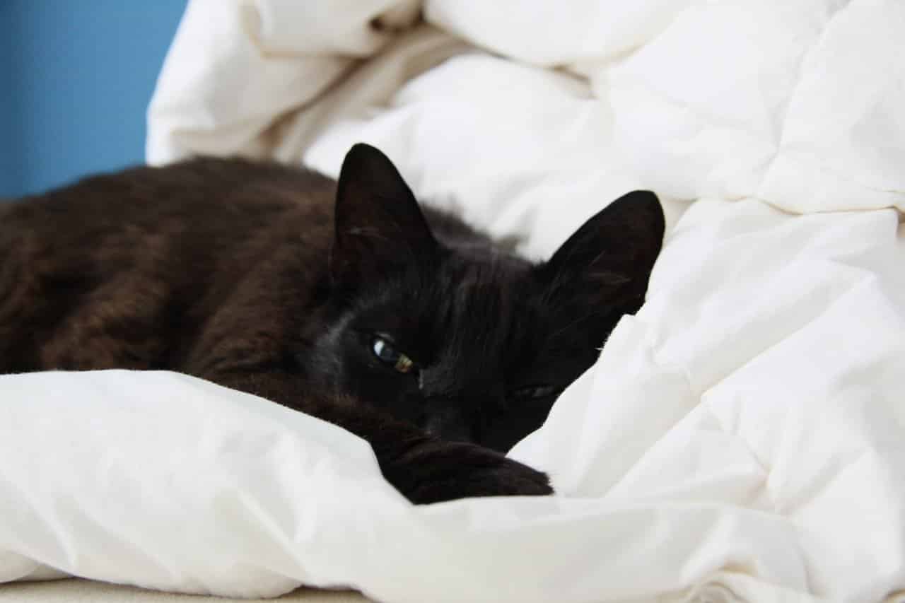 Katten na de operatie – 10 nazorgtips voor een snel herstel