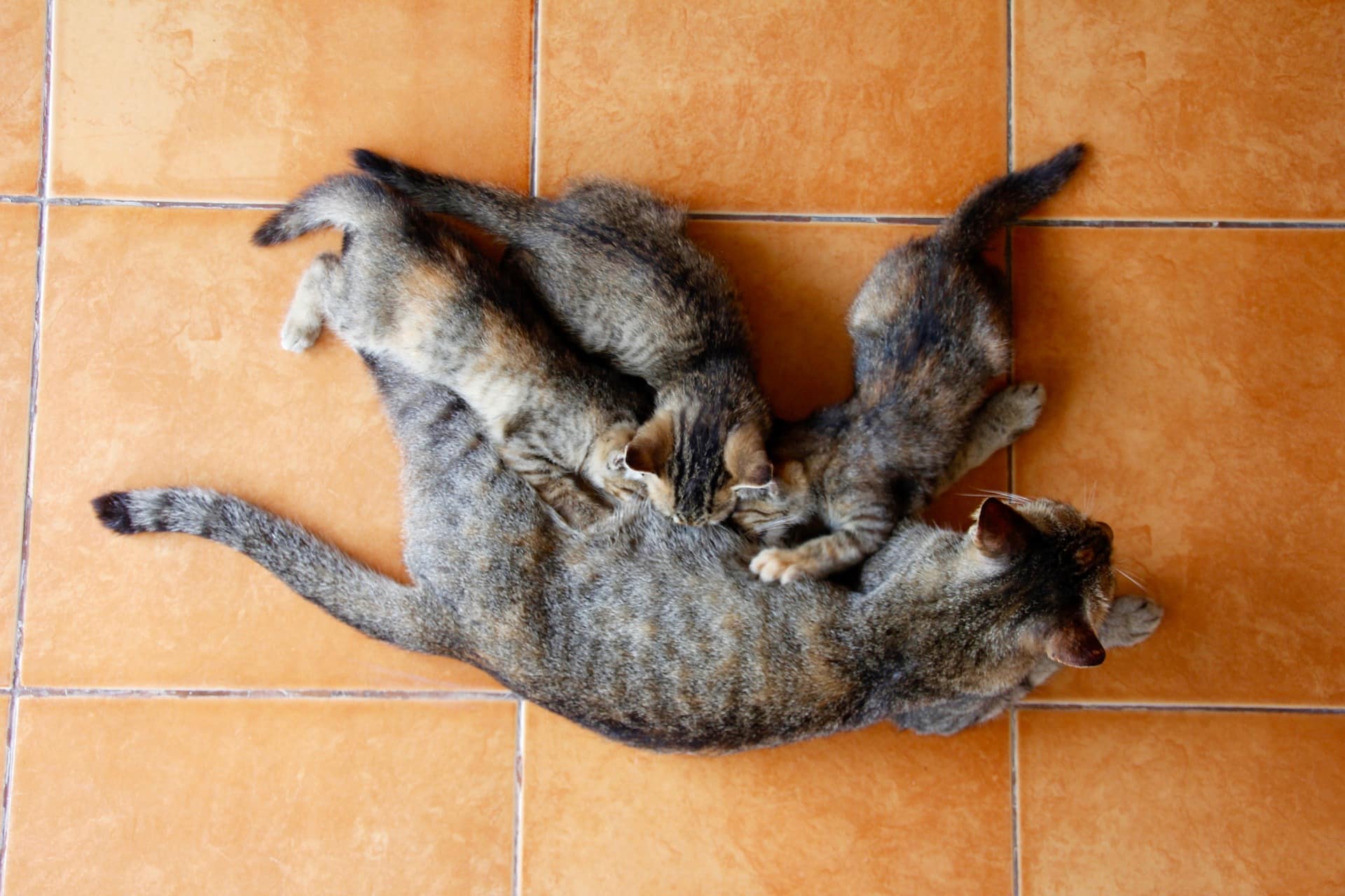 Kittens voeden: hoe een babykat te laten wennen aan kattenvoer