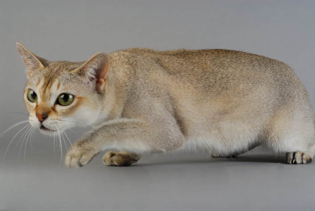 De kleinste kattenrassen ter wereld – De Top 5