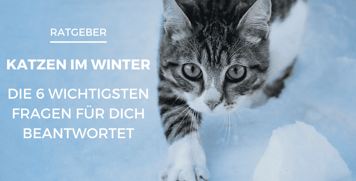 Katten in de winter – 6 vragen voor u beantwoord