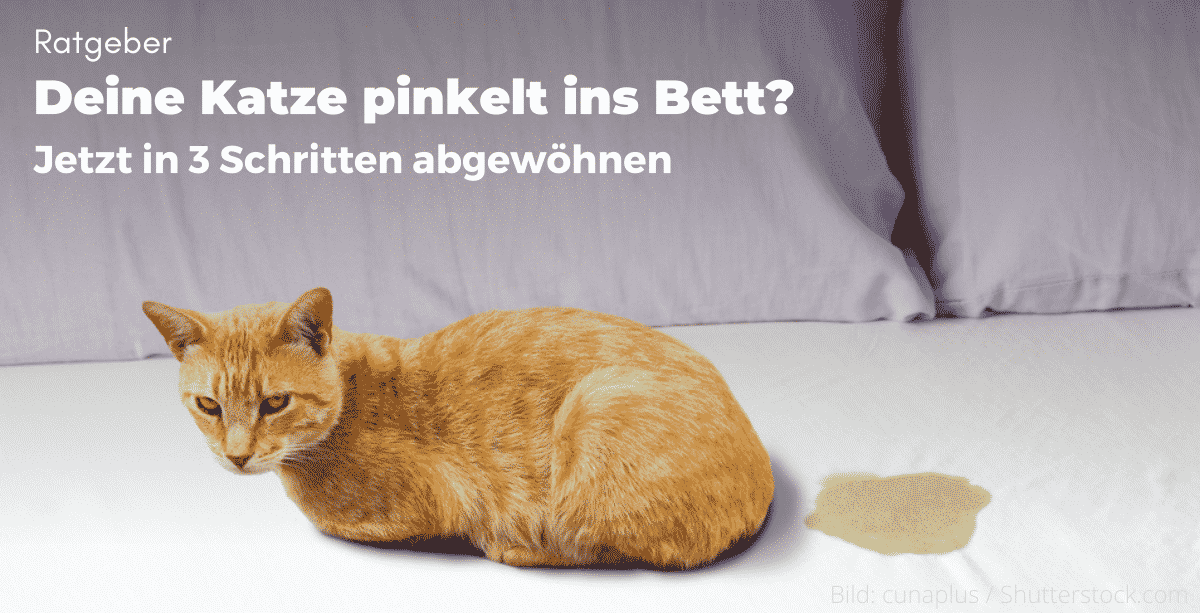Je kat plast in bed? Weg ermee nu in 3 stappen