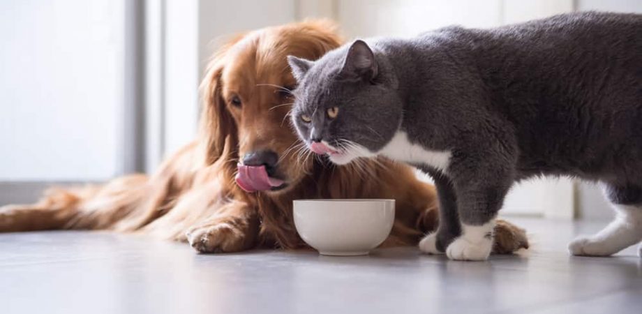 Mogen katten hondenvoer eten?