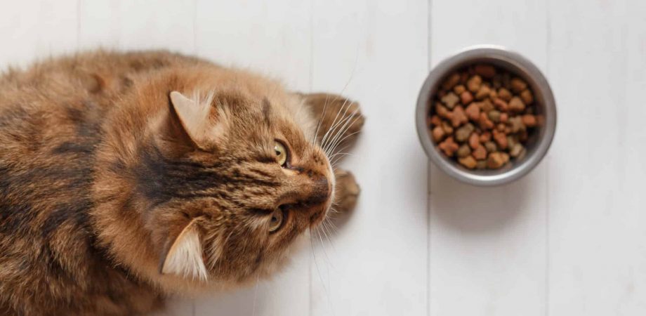 Mijn kat eet meer – oorzaken tips - De Buitenkat